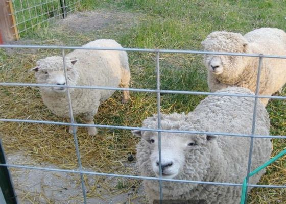 Καυτό βυθισμένο γαλβανισμένο ενωμένο στενά πλέγμα καλωδίων στη γεωργία και την κτηνοτροφική παραγωγή