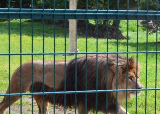 Μη οξύδωση ενωμένο στενά χαλύβδινων συρμάτων πλέγματος πλέγμα καλωδίων περιφράξεων ζωολογικών κήπων ζωικό 10m30m