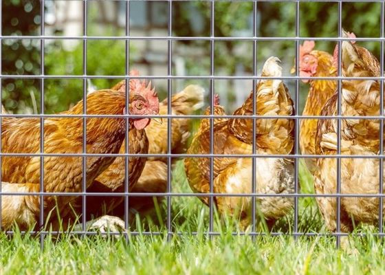 Ηλεκτρικά γαλβανισμένο συγκολλημένο σύρμα με μήκος κυλίνδρου 50 m και πλάτος 0,5 m για κλουβιά ζώων